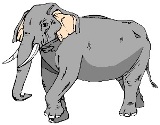 Elefant